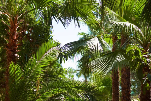 Palmiye Ağaçları Tropik Tatil Konsepti Güneşli Bir Gün — Stok fotoğraf
