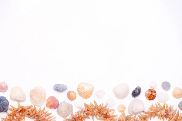 Closeup Seashells Lying White Background Frame Copy Space Summer Background — Stock Photo, Image