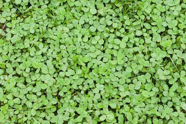 Små Gröna Blad Mönster Naturlig Bakgrund Tapet Lyckligt Irländsk Lövklöver — Stockfoto