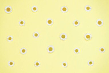 Sarı arka planda beyaz papatya çiçeklerinin çiçek desenleri. düz yatış, üst görünüm.