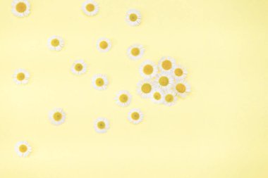 Sarı arka planda beyaz papatya çiçeklerinin çiçekli arkaplanı. düz yatış, üst görünüm.