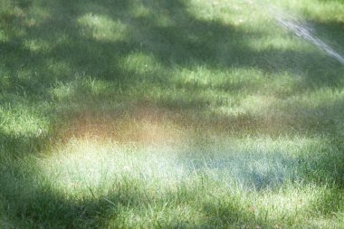 Su fıskiyeli yeşil çimen tarlası ve çimlerin üzerinde gökkuşağı. yaz arkaplanı.
