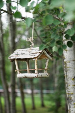 Manzara fotoğraf, huş ağacı orman bir kanatlı kuşlar besleyiciye, bu yaz yapılır. Dikey yönlendirme fotoğrafı.