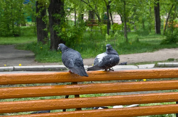 公园长椅上两只被迷住的鸽子的争吵 — 图库照片