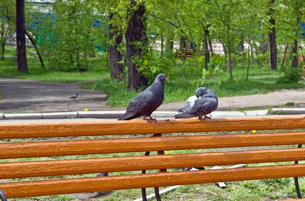 Bir Parkta Bankta Iki Güvercin Sevgisi — Stok fotoğraf