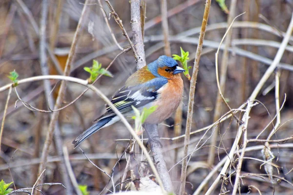 Finch is a songbird of the finch (chaffinch) family. Photo taken in Russia.