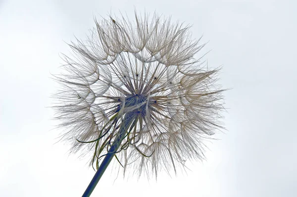 A large, white dandelion on a white background.