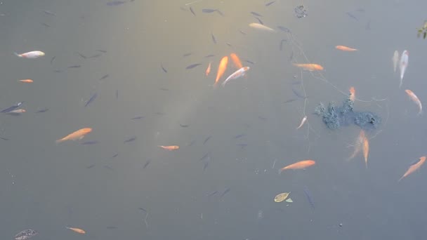 Рыбки Рыбы Плавают Пруду Настоящее Непроизводственное Видео Дикая Природа — стоковое видео
