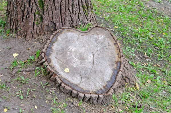 Toco Uma Árvore Forma Coração — Fotografia de Stock