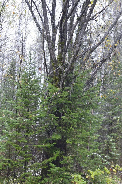 Tajemnicze Stare Starożytne Drzewo Sosnowym Lesie Rosja — Zdjęcie stockowe