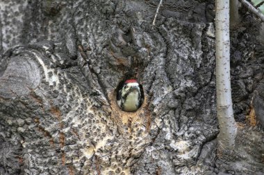 Ağaçkakan kız oyuktan dikizliyor.