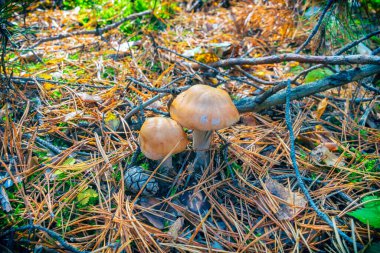 Yosun ve ağaç dalları arasında orman mantarları