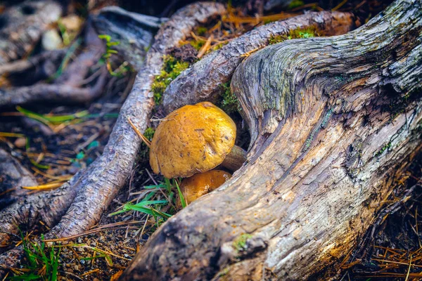 Setas Del Bosque Entre Musgos Raíces Árboles —  Fotos de Stock