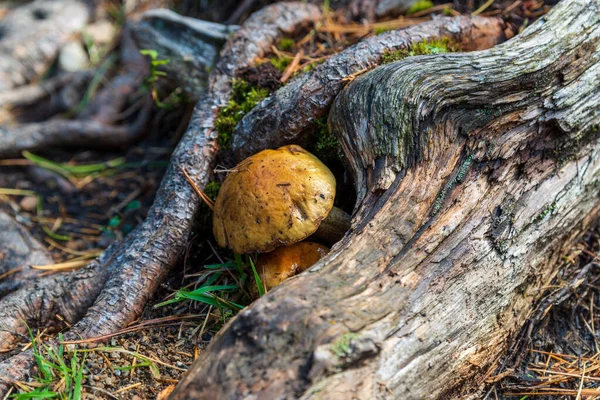 Setas Del Bosque Entre Musgos Raíces Árboles —  Fotos de Stock