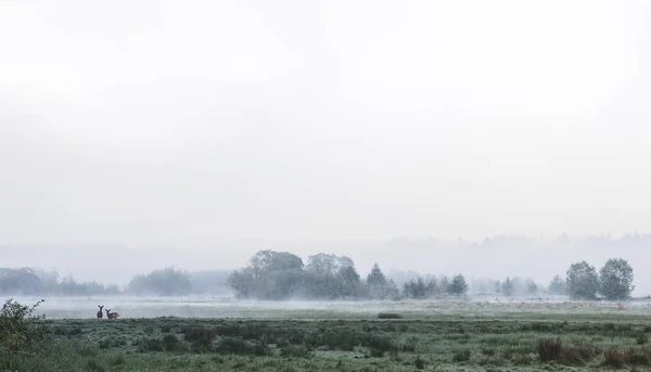 Zwei Rehe Die Nach Sonnenaufgang Auf Einer Nebelverhangenen Wiese Stehen — Stockfoto