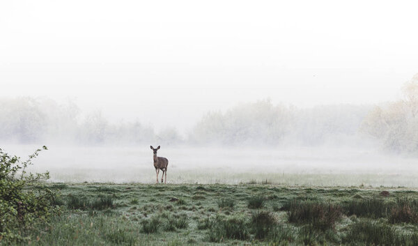 Deer standing in a foggy grassy field after sunrise