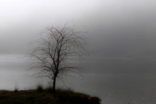 Weißer Einsamer Baum Nebligen Delta Auf Einer Insel Über Dem — Stockfoto
