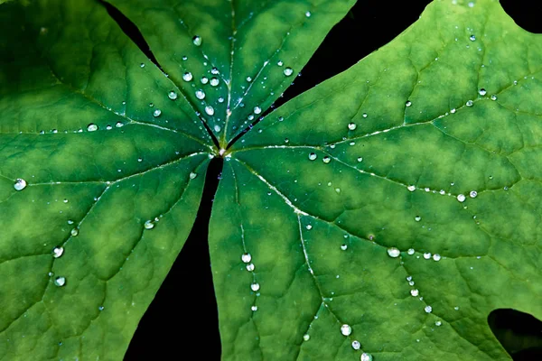 Hoja Verde Cubierta Rocío Matutino Luz Del Sol — Foto de Stock