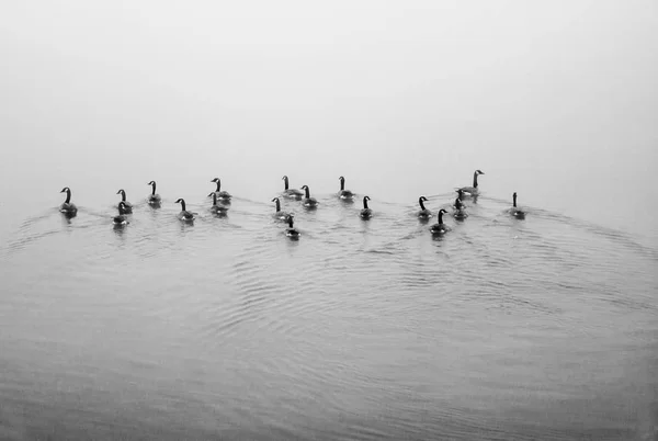Зграї Качок Плавають Відстань Туманному Ставку — стокове фото