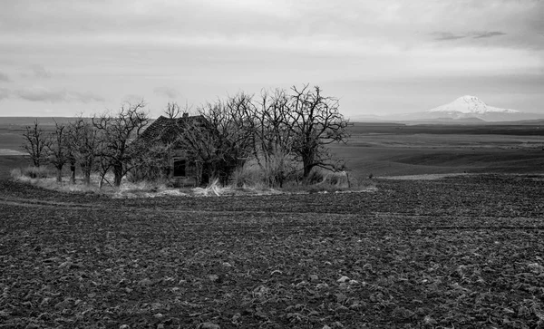 Altes Verlassenes Bauernhaus Einem Gepflügten Feld Umgeben Von Bäumen Mit — Stockfoto