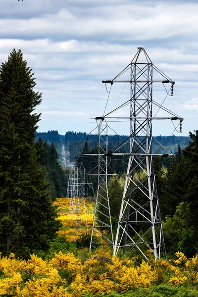 Torre Energia Elétrica Campo Amarelo Floral Scotch Broom Primavera — Fotografia de Stock