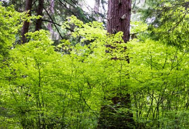 Bir orman içinde büyük bir ağaç çevreleyen parlak yeşil yaprakları