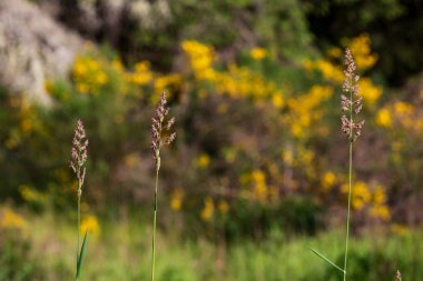 Arka planda çiçek açan sarı scotch süpürge ile kahverengi alan çim