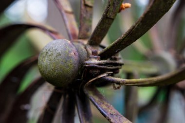 Yosun ve pas paslı Bahçe spinner kaplı