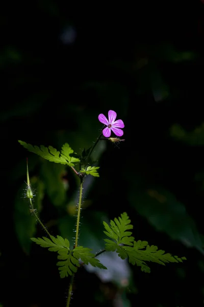 Fiore Selvatico Alla Prima Luce Del Mattino Irradiante Illuminazione Raggi — Foto Stock