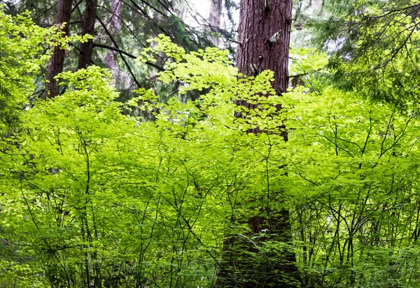 Bir orman içinde büyük bir ağaç çevreleyen parlak yeşil yaprakları