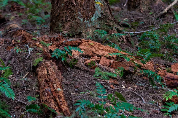 Rozkládajících Lesní Půdě Dřevem Rostliny Přerůstání — Stock fotografie