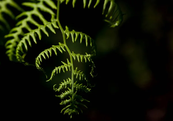 在黑暗和光明中生长的新鲜茂盛的森林蕨类植物 — 图库照片