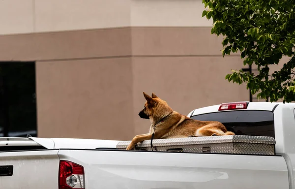 German Sheppard Back White Truck Tool Box — Stock Photo, Image