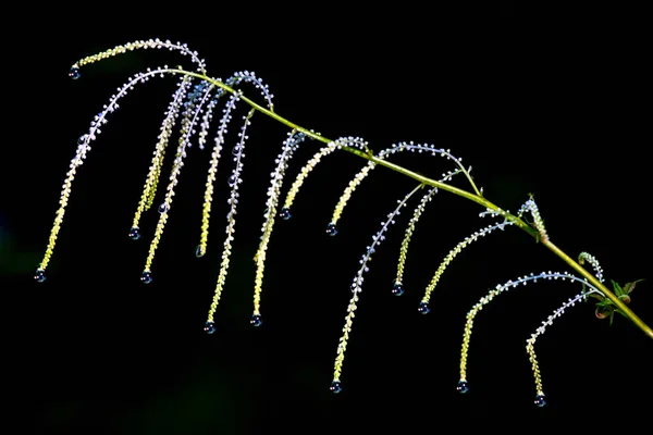 Araignée Délicate Comme Une Plante Avec Des Gouttes Rosée Extrémité — Photo