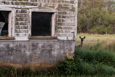 Bir sabah çimlere ahırda yanındaki Doe geyik
