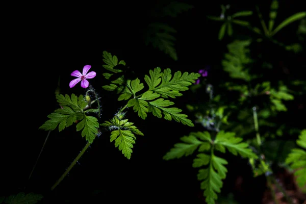 Fiordaliso Viola Che Raggiunge Prima Luce Filtrata Del Mattino All — Foto Stock