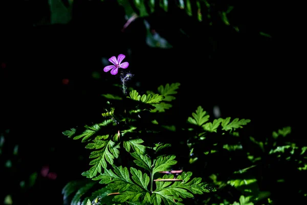 Fiordaliso Viola Che Raggiunge Prima Luce Filtrata Del Mattino All — Foto Stock