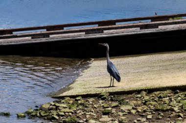 Bir tekne denize indirmek yanında küçük bir ahşap iskele üzerinde büyük Heron duran