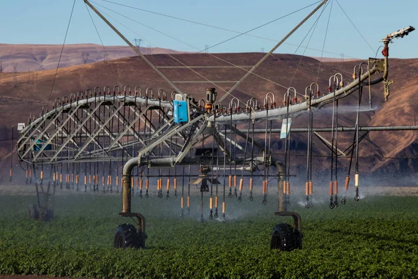Crop irrigation field spray sprinkler watering system over a green crop with brown hills in the background