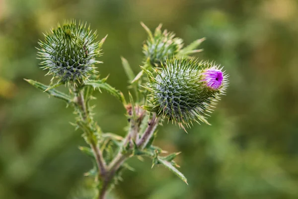 Prickly Pourpre Chardon Mauvaises Herbes Fleurs Sur Jour Printemps — Photo