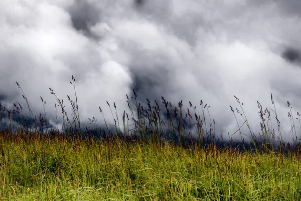 Hierba Verde Alta Del Prado Campo Con Nubes Oscuras Pesadas — Foto de Stock