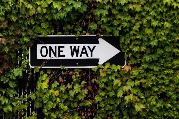 One Way Sign Surrounded Green Ivy Bush Fence — Stock Photo, Image