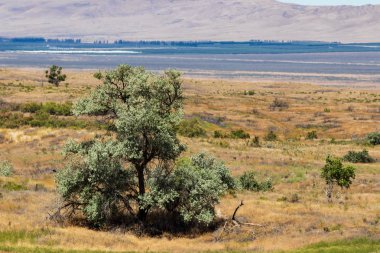 Doğu Washington Palouse geniş genişlik Çöl manzaralı mavi gökyüzü, bulutlar ve ağaçlar