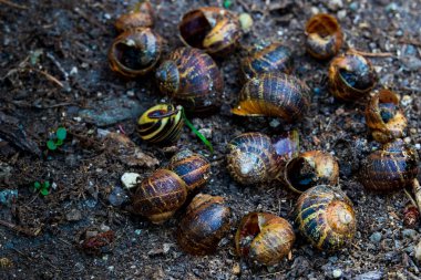 Boş salyangoz kabukları üzerinde kir son yağış sonra bir bahçe