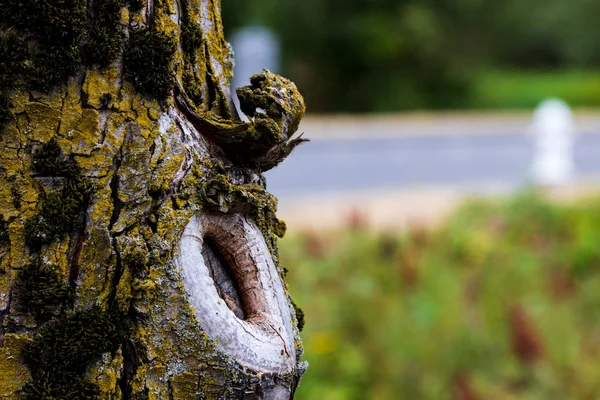 Albero Nodo Vicino Con Erba Strada Sullo Sfondo — Foto Stock