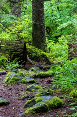 Eğrelti otları ve bitki yaşam düşmüş dalları ile büyümüş gür yeşil orman iz
