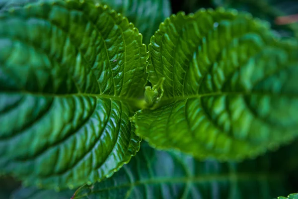 Feuilles Vertes Luxuriantes Déroulant Centre Vers Extérieur Pour Flouter — Photo