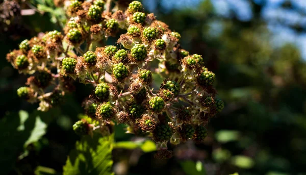 Mûrissement Mûres Mûres Vertes Dans Bouquet Sur Vigne — Photo