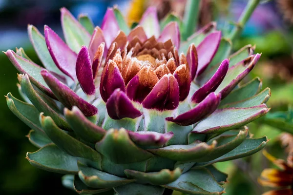 Belle Fleur Cactus Succulents Couleur Avec Des Tons Vifs Verts — Photo