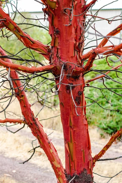 Zkroucené Pokroucených Loupání Madrona Strom Listy — Stock fotografie